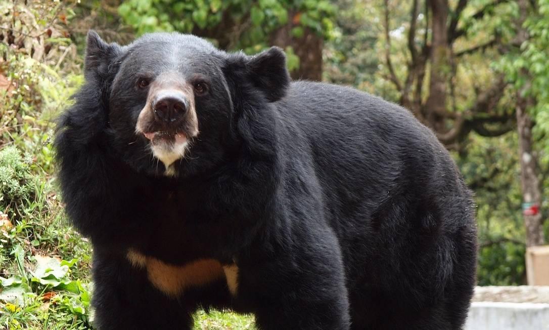 Polícia encontra parte de um corpo no lago Shumarinai