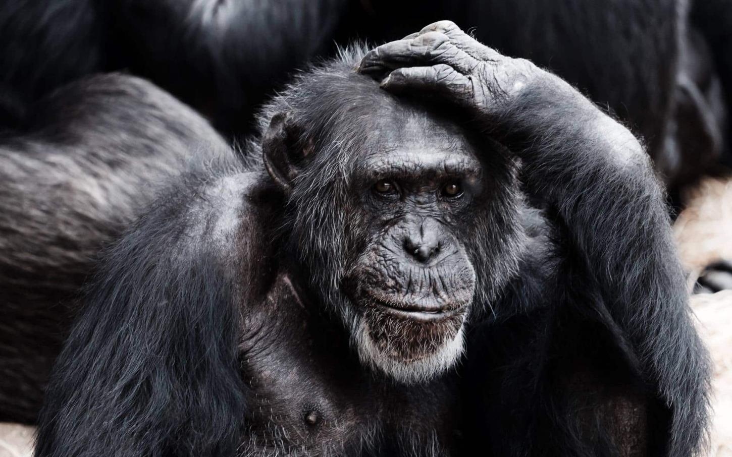 Tratador de zoológico é preso por roubar comida destinada a chimpanzés em Osaka