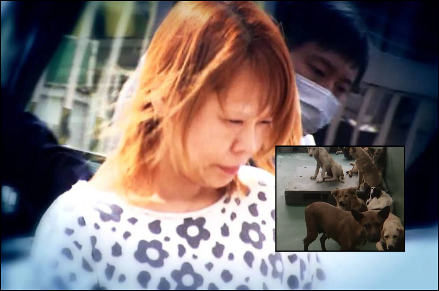 CHEFE DE ONG ANIMAL É PRESA NO JAPÃO APÓS POLÍCIA ENCONTRAR DEZENAS DE ANIMAIS EM SITUAÇÃO DE MAUS-TRATOS