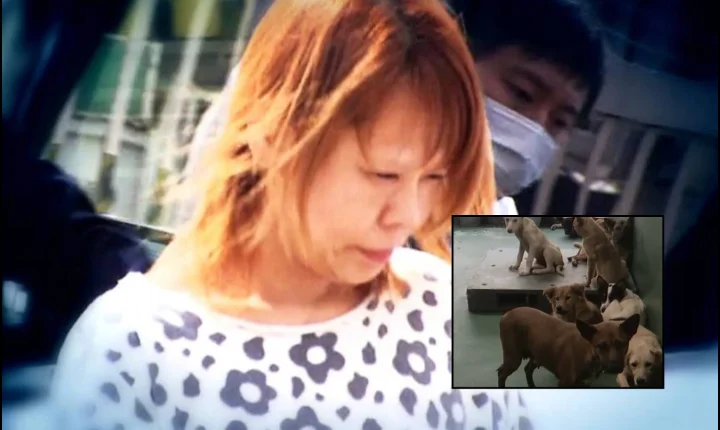 CHEFE DE ONG ANIMAL É PRESA NO JAPÃO APÓS POLÍCIA ENCONTRAR DEZENAS DE ANIMAIS EM SITUAÇÃO DE MAUS-TRATOS