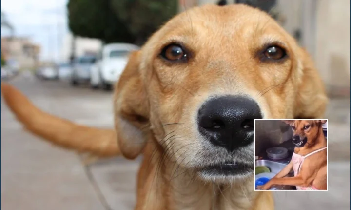 México reconhece “cão caramelo” como raça nacional e revolta brasileiros