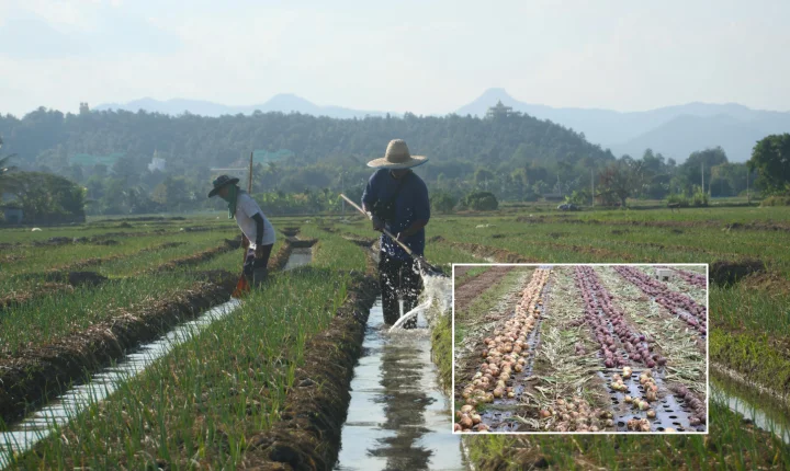 Previsão de preços de hortaliças para abril aponta alta em itens essenciais
